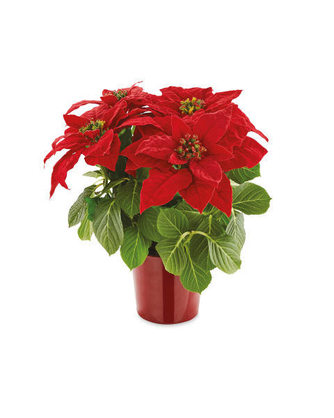 13cm Poinsettia In Sleeve