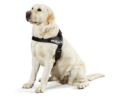 Medium or Large Dog Harness or Retractable Lead