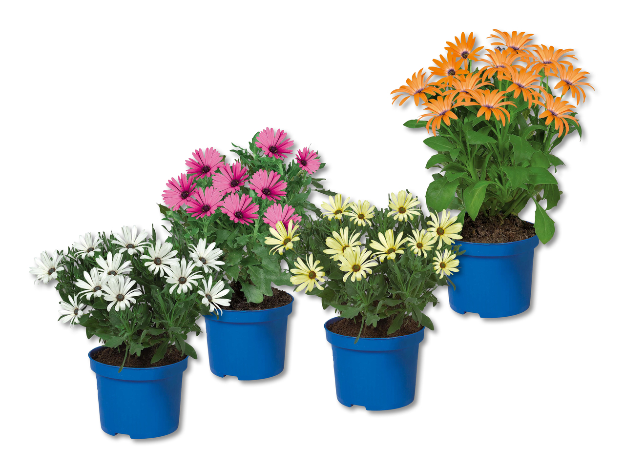 Osteospermum (uniquement en Suisse alémanique et au Tessin)