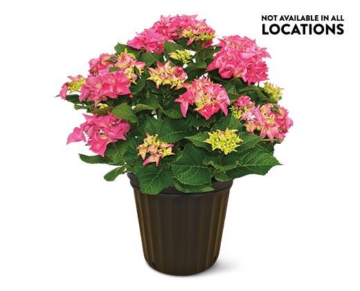 8" Hydrangea Assorted Colors