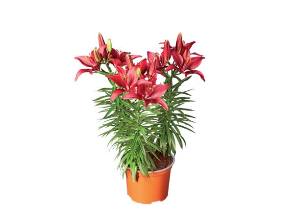 Lilium