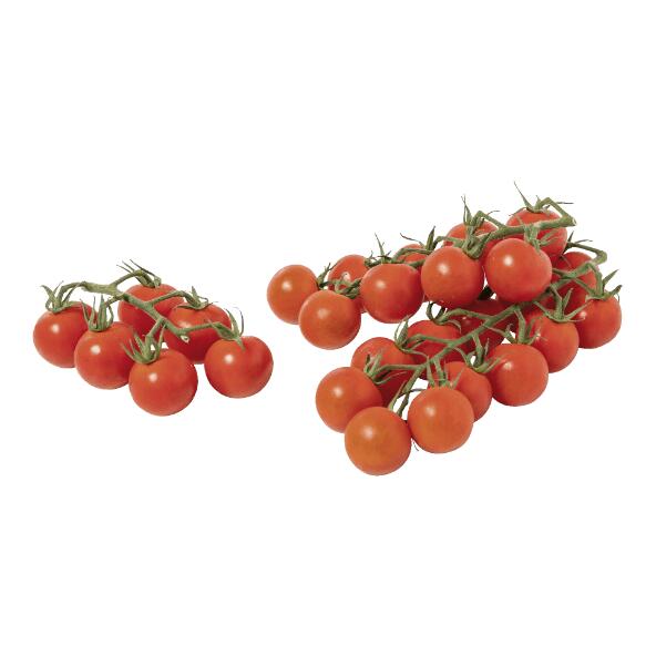 Süße Cherrytomaten am Strauch
