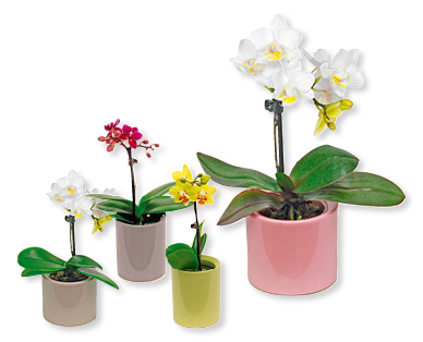 Mini Phalaenopsis in vaso di ceramica