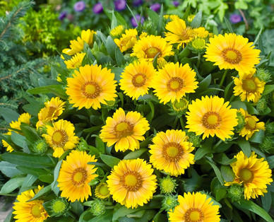Blühende Sommerstaude