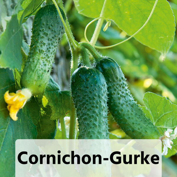 Gurkenpflanzen Vielfalt Mix / Hot Peppers "Chill out"