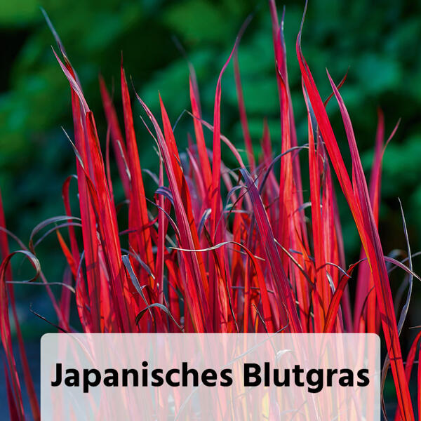 Miscanthus Ziergras-Mix