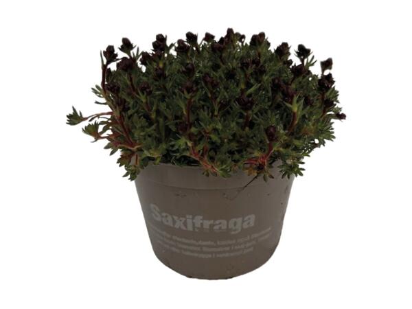 Blåpude, tusindfryd eller saxifraga