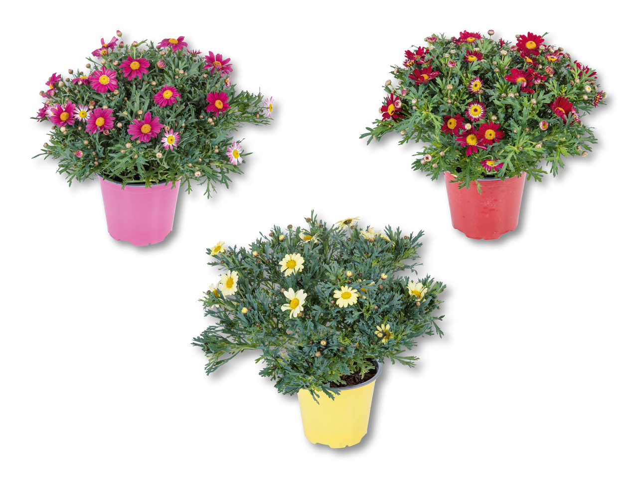 Marguerites en pot XXL