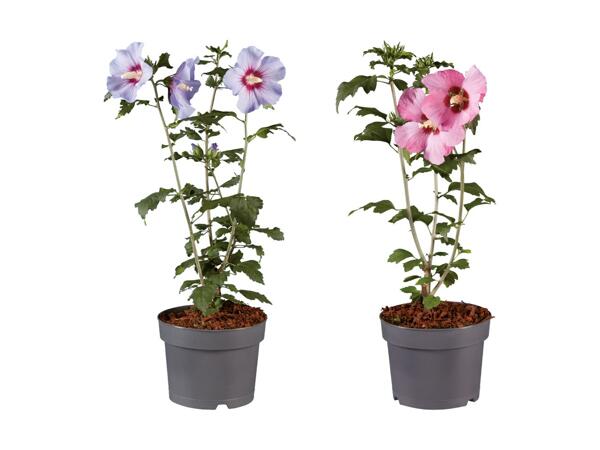 Hibiscus