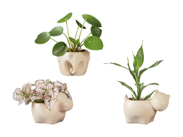 Plantes vertes dans un pot en céramique en forme d'animal