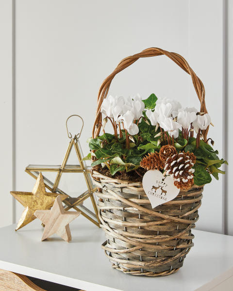 Christmas Cyclamen Gift Basket