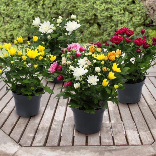 Krysantemum