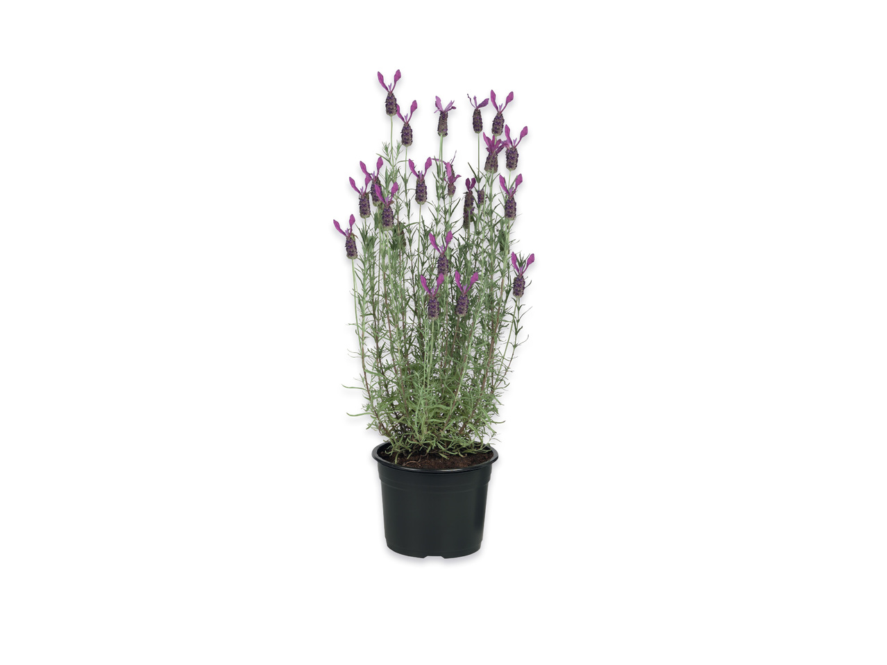 Lavendel
