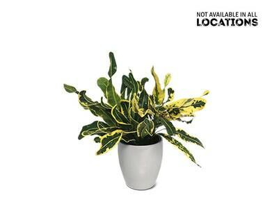 5" Foliage