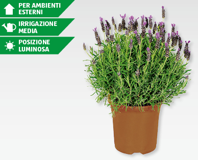 Lavanda GARDENLINE(R)