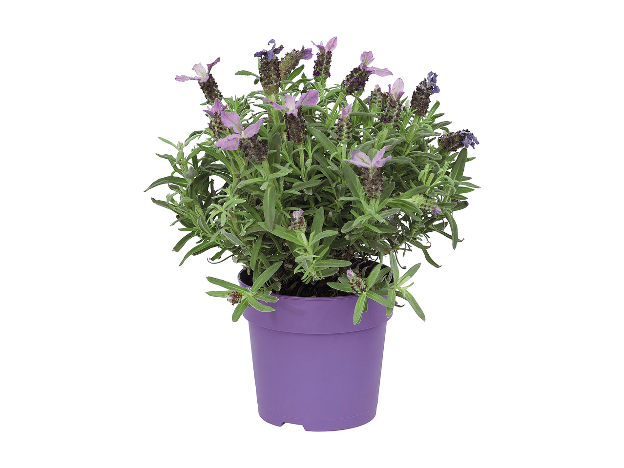 French Lavender1