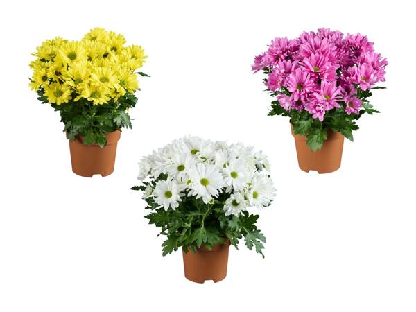 Krysantemum