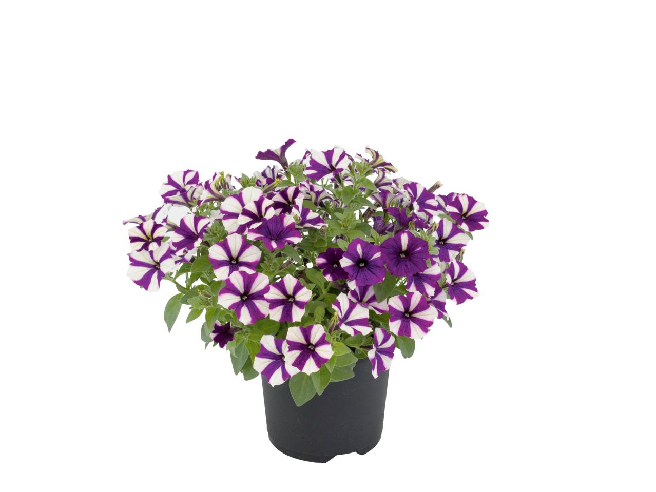 Balkonplanten