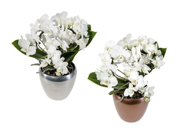 Composition de phalaenopsis dans un pot en céramique