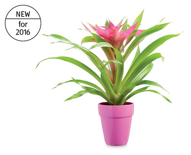 Bromeliad