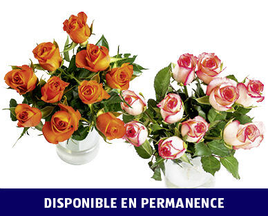 ROSES FAIRTRADE MAX HAVELAAR