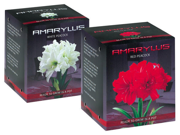 Amaryllis Zwiebel