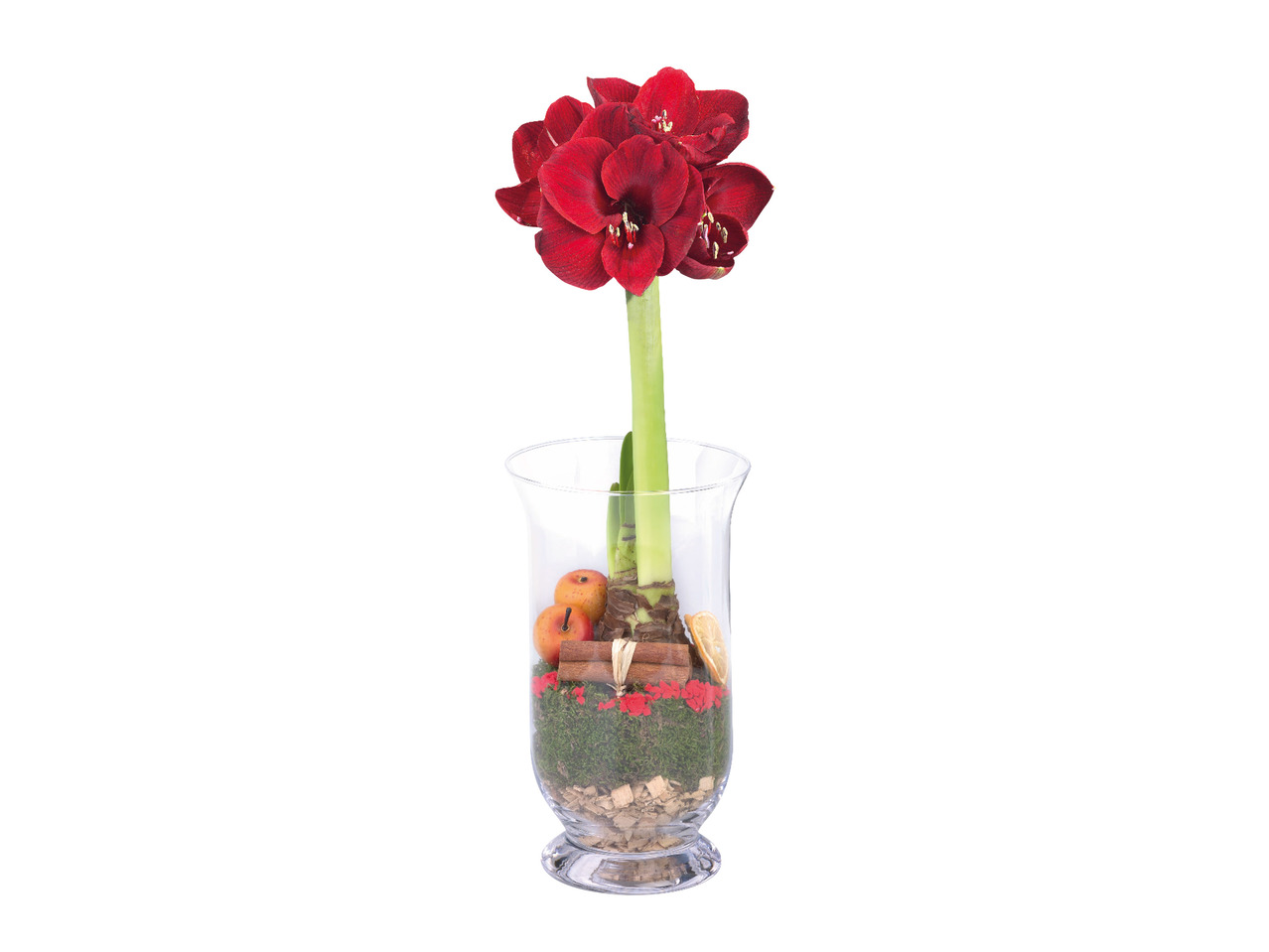 Amaryllis in Glass Vase1