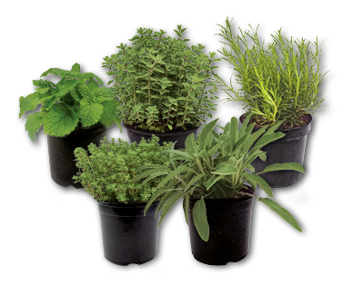 Herbes aromatiques italiennes
