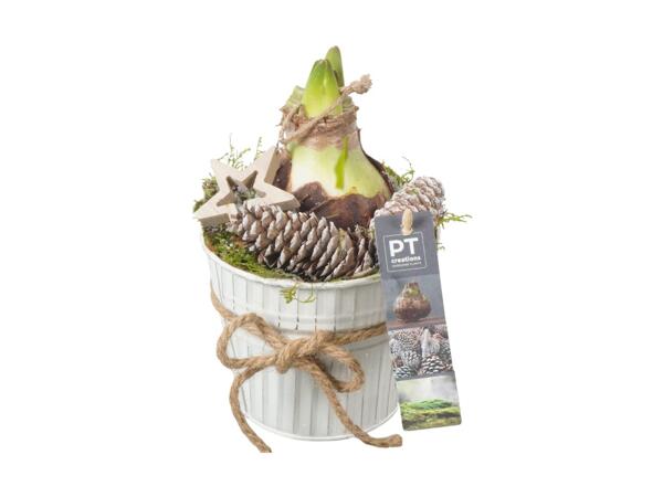 Amaryllis med pynt og skjuler