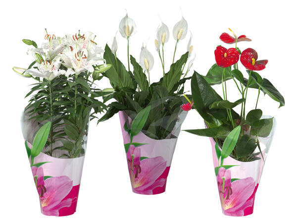 Anthurium, Lilie oder Spathiphyllum