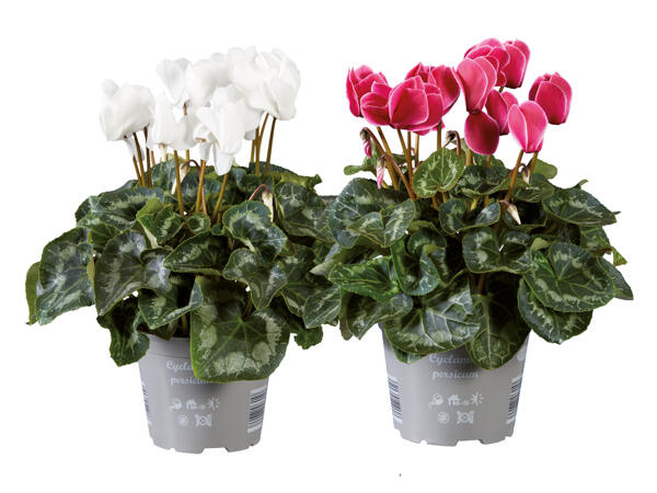 XL Cyclamen