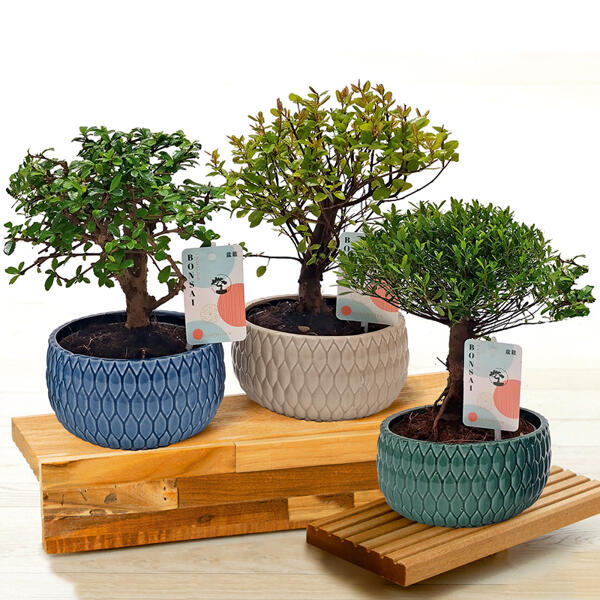 Bonsai in der Schale