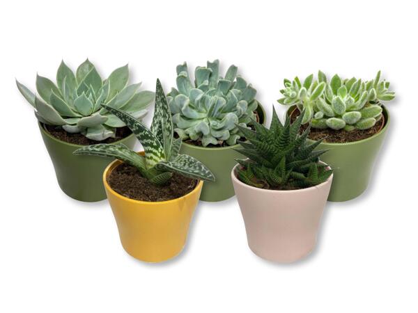 Succulents