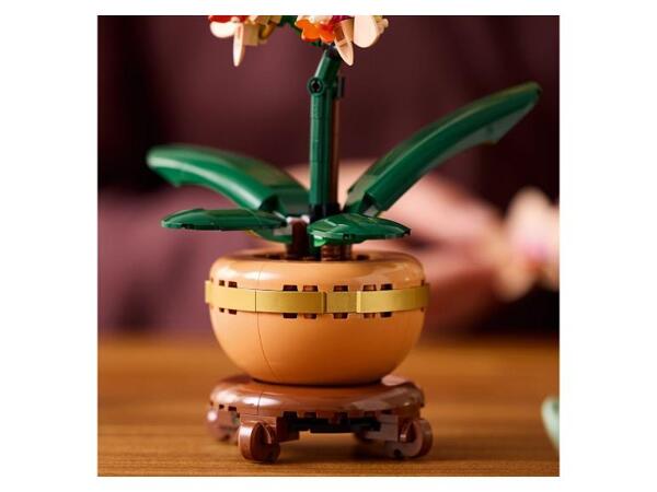 10343 Miniaturní orchidej