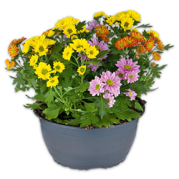 Chrysantheme