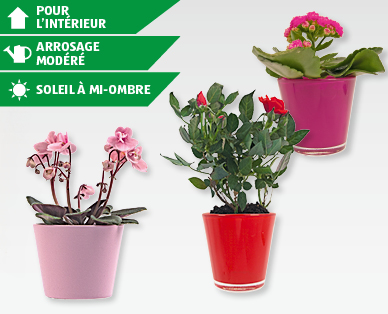 Mini plantes à fleurs