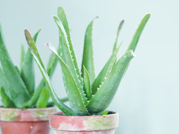 Aloe Vera