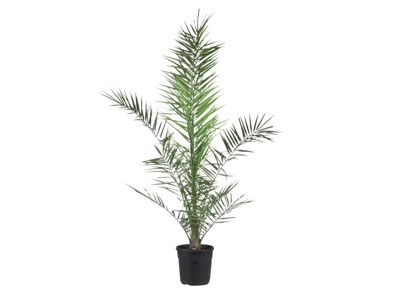 Phoenix Canariensis
