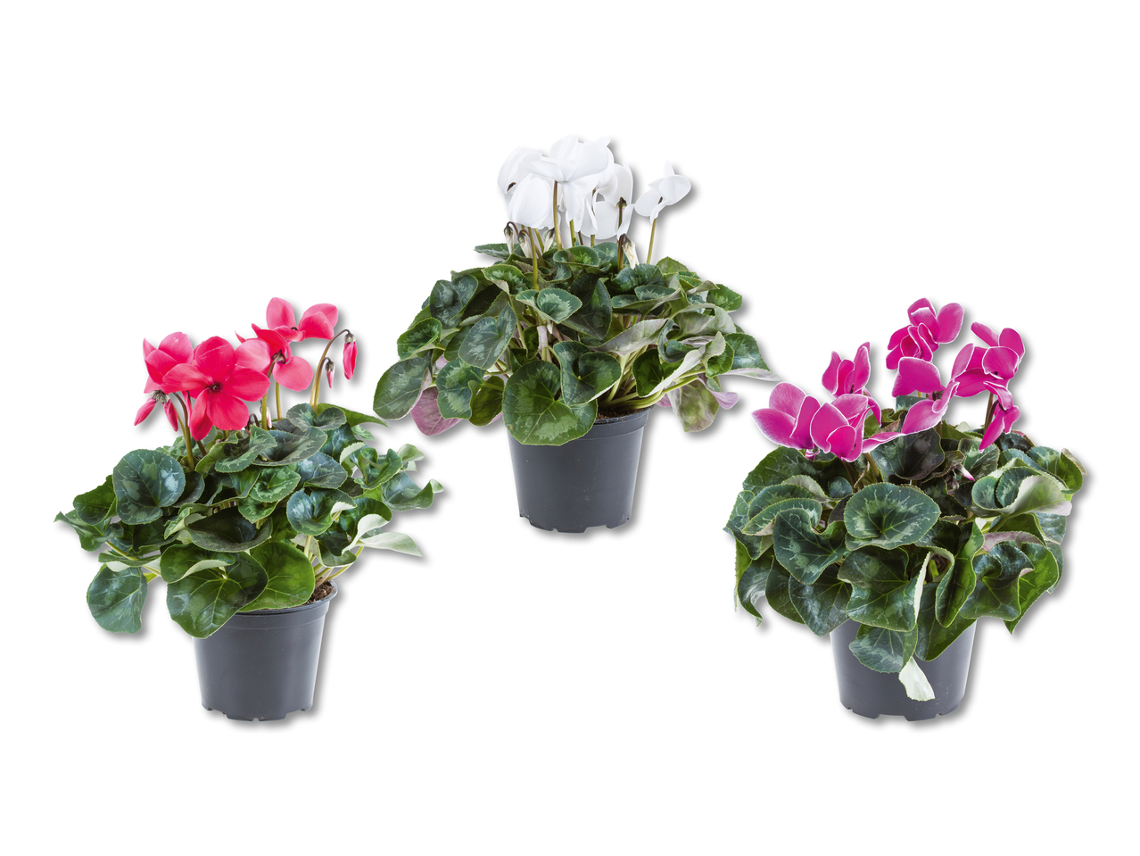Cyclamen XL