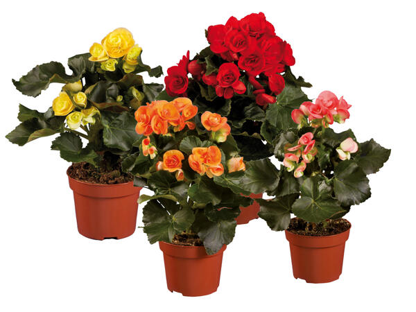 Begonia