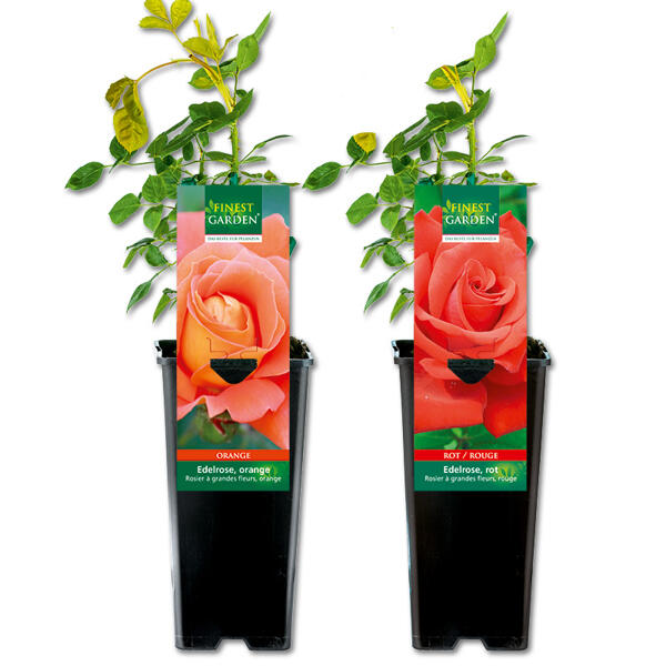 Freiland Rose