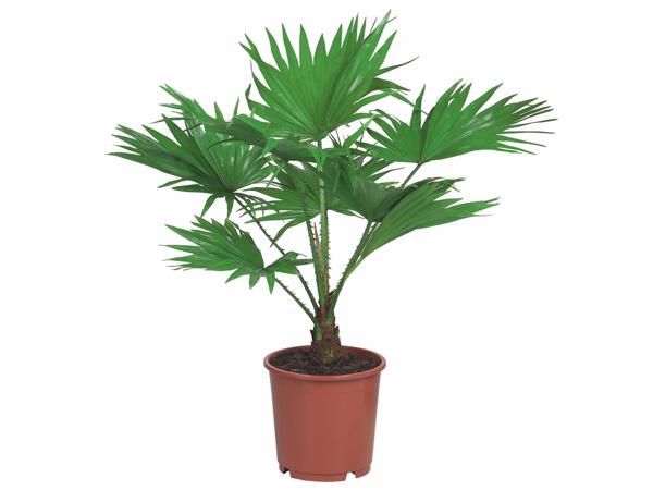 Palmier de jardin, Cycac ou Livistona