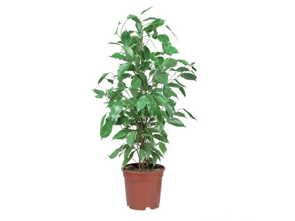Green Houseplants