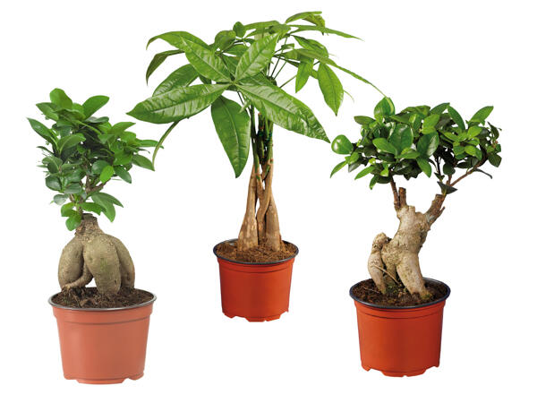 Ficus Ginseng or Pachira