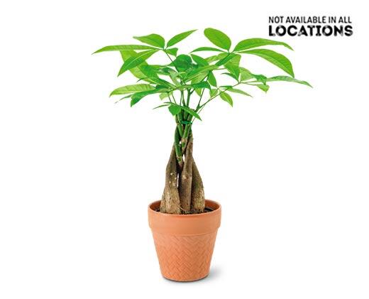 5" Money Tree