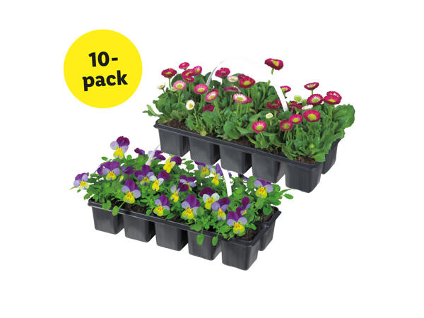 Vårblommor 10-pack