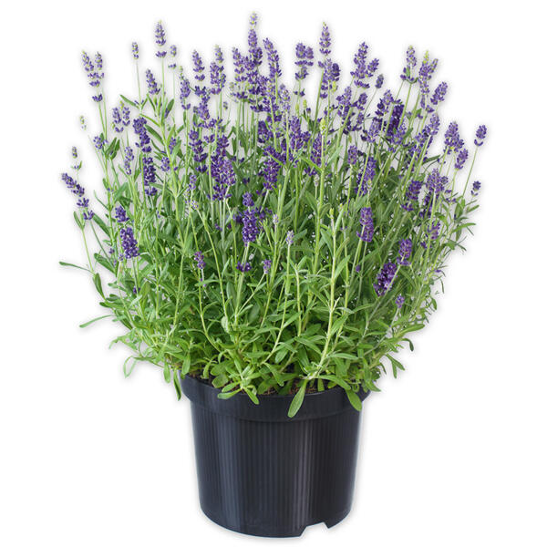 Lavendel
