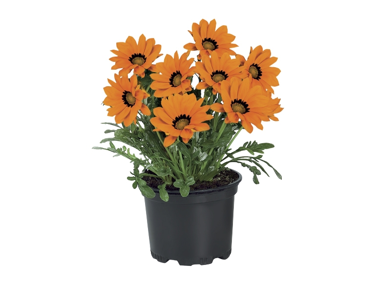 Summer Garden Plants