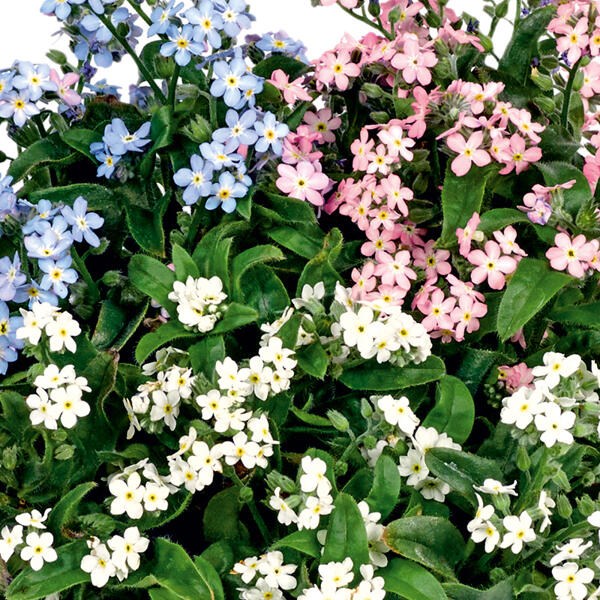"Myosotis Trios" Vergissmeinnicht
