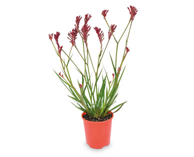 Kangaroo Paw 140mm